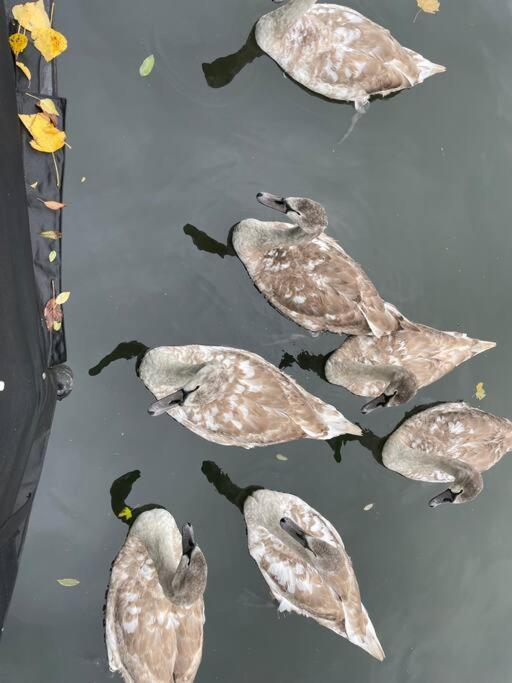 Hotel Comfy Canal Boat In Little Venice For Family & Friends Londra Esterno foto