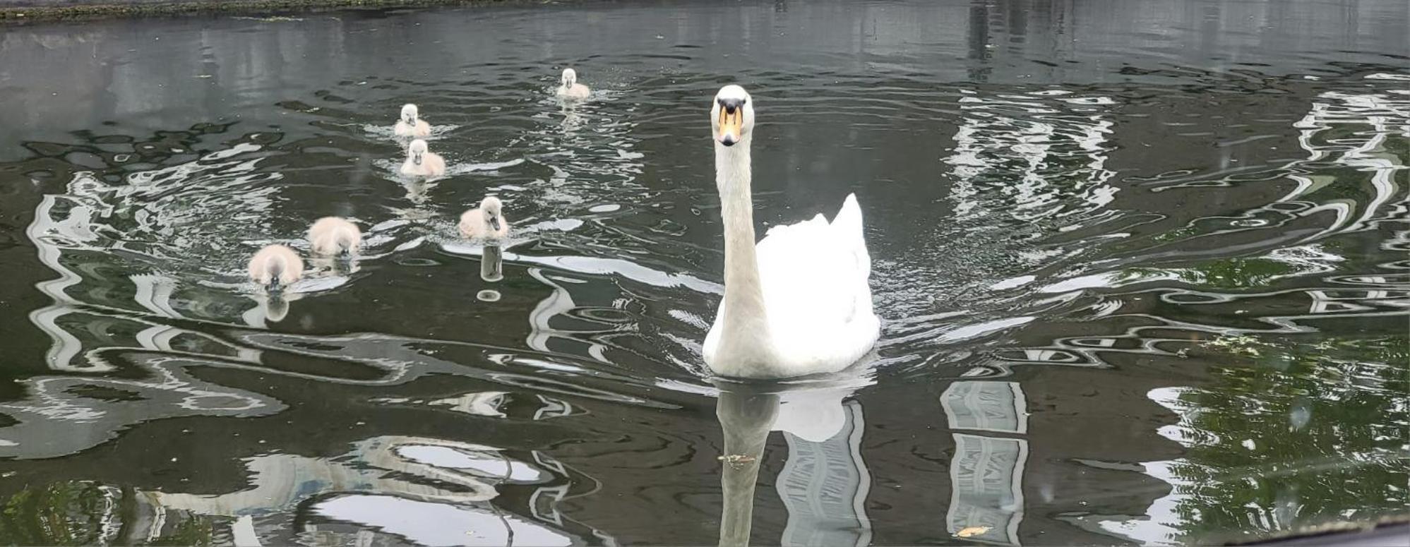 Hotel Comfy Canal Boat In Little Venice For Family & Friends Londra Esterno foto